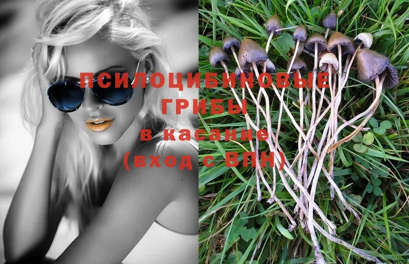 Псилоцибиновые грибы Cubensis  где продают   маркетплейс какой сайт  Углегорск 